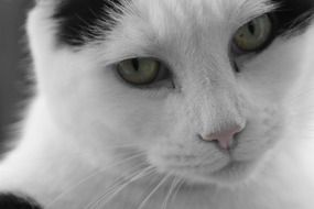 black and white picture of a cat with charming eyes