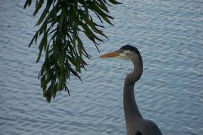 portrait of wild bird by the water
