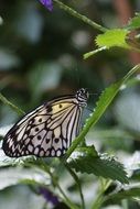 striped butterfly on a plant