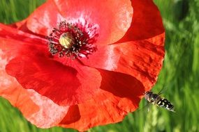 insect on a red poppy flower