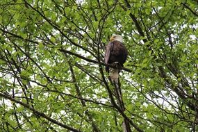 proud eagle sits on a spring tree
