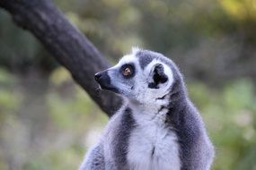sweet madagascar lemur close-up on blurred background
