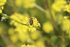 the insect feeds in the spring garden