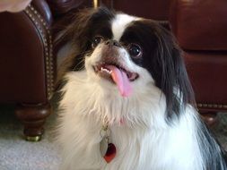 Dog Japanese Chin Tongue