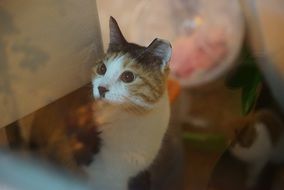 Picture of the cute domestic Cat
