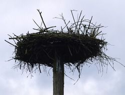 Storchennest Bird Nest Pile