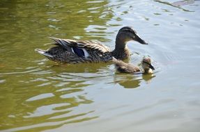 duck and duckling swim