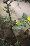 closeup view of the insect feeds on a yellow flower