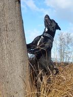 black labrador near a tree on a sunny day