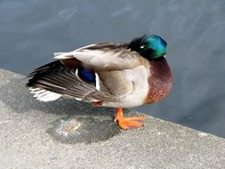 Duck dreaming