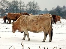 cows in the pasture in the snow