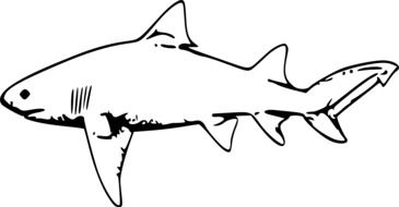 Huge shark