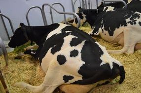 milk cows on a farm