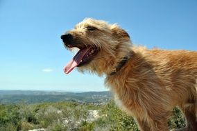 Dog Puppy Pet