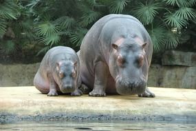 magnificent Hippos in zoo