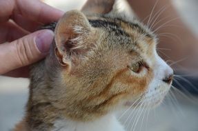 Istanbul Cat
