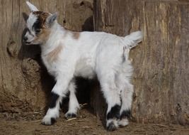 little goat near the wall