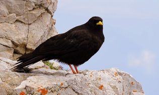 Black bird is sitting on the rock