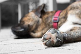 sleeping dog boxer