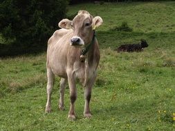 Young Cows on a meadow