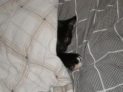 Baby Cat Duvet Cat Puppy Black