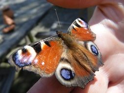 butterfly with colorful wings close up