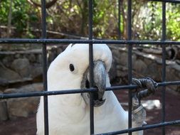 Parrot Cockatoo Bird in Cage