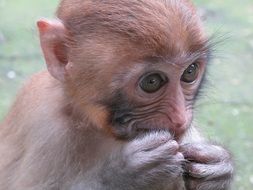 cute young macaque close-up on blurred background