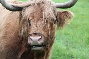 magnificent Beef Scottish