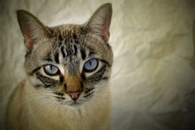 blue Look cat in grunge style