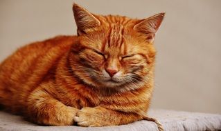 dozing cuddly red cat