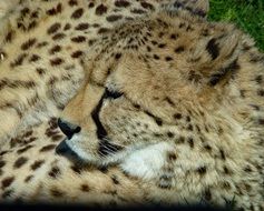 African Cheetah resting