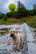 Wet Dog goes walkies