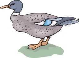 drawn standing duck
