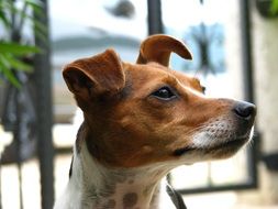 Portrait of the Jack Russell terrier