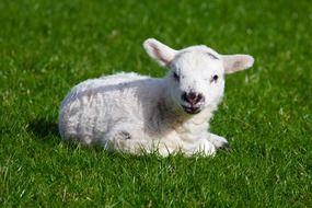 cute white lamb on the green grass