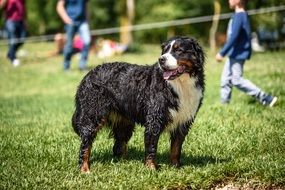 Dog Wet Nature