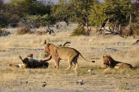 wild Lions Play in Safari