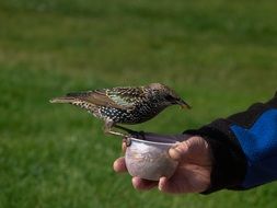 Starling Bird Eating from personâs hand