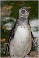 curious penguin in the wild