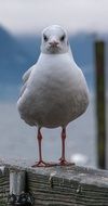 strong Seagull Bird