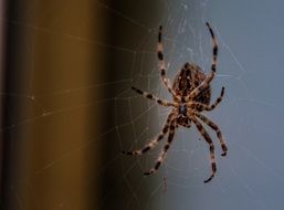 large striped spider on a web close up