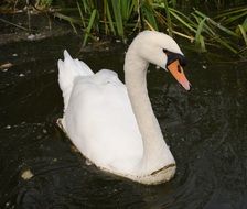 swimming swan in a lake in nature