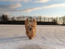 Yorkshire terrier in the snow on a clear day