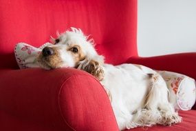 cocker spaniel on a red armchair