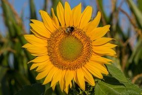 busy bee pollinating sunflower