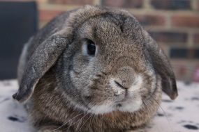 cute grey furry rabbit