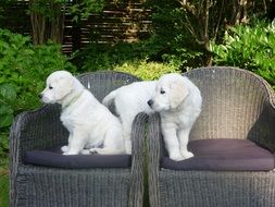 white puppies of golden retriever