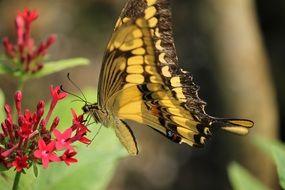 filigreed butterfly on the tiny garden flowers