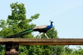 proud peacock